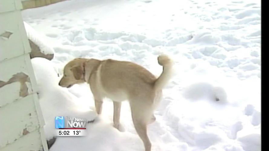 Kountry Kennel in Fort Jennings offering to house dogs during bitter cold 1.jpg