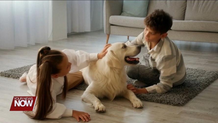 Dog warden offers advice for those wanting a new pet for Christmas