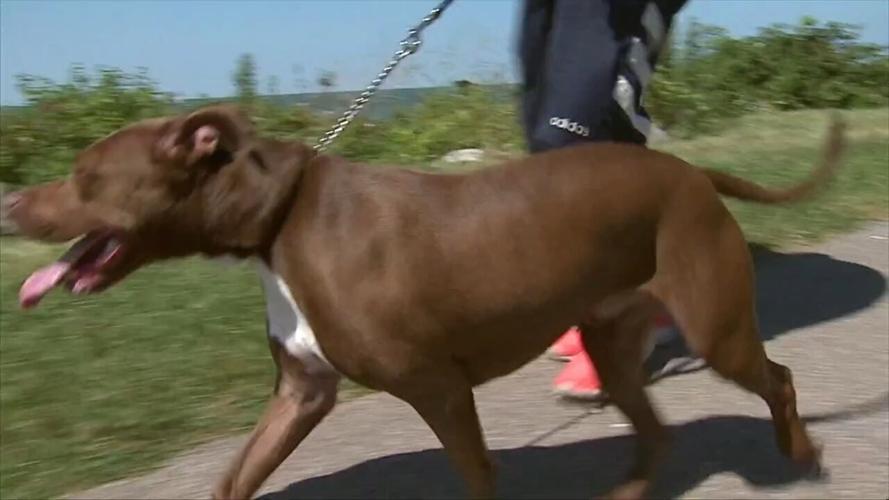 Psychologist discusses the positive impact dogs can have on mental health