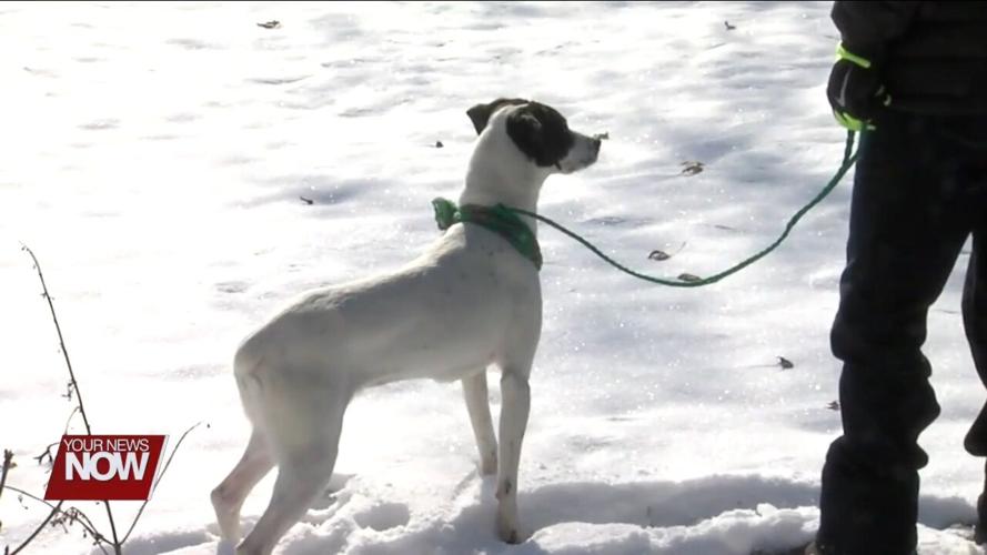 Dog warden offers advice for those wanting a new pet for Christmas 3.jpg