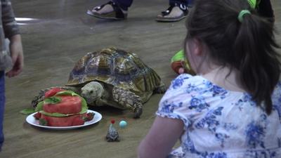 Johnny Appleseed Park District celebrates 53rd birthday of beloved tortoise Duke
