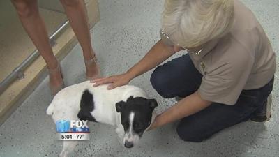 New Animal Cruelty Law