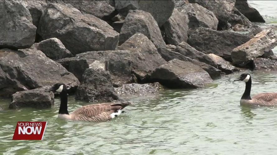 Ohio Department of Health issues health advisory for several beaches at Grand Lake St. Marys due to microcystin toxin levels