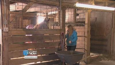 Keeping horses warm at Fassett Farm