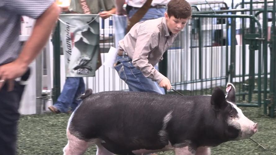 Friends face off in Berkshire Show at Allen County Fair