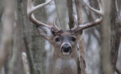 ODNR reports lower deer numbers during December bonus hunt
