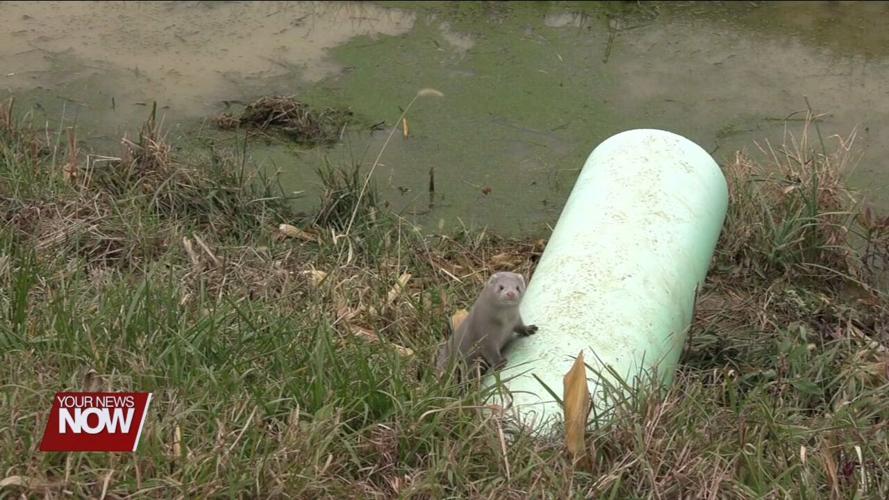 FBI Cleveland seeking public information surrounding mink farm crimes