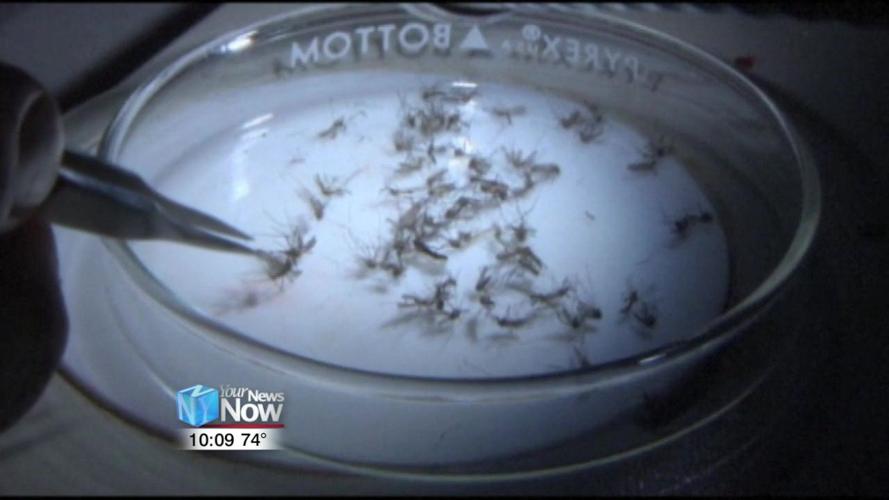 Mosquitoes test positive for West Nile Virus in Hancock County 1.jpg