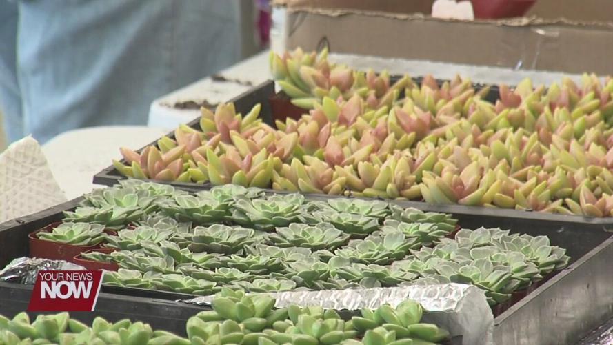 Ohio State Lima students spread kindness on campus through planting succulents