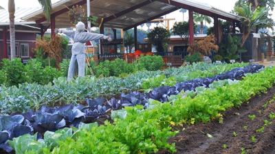 Vegetable garden