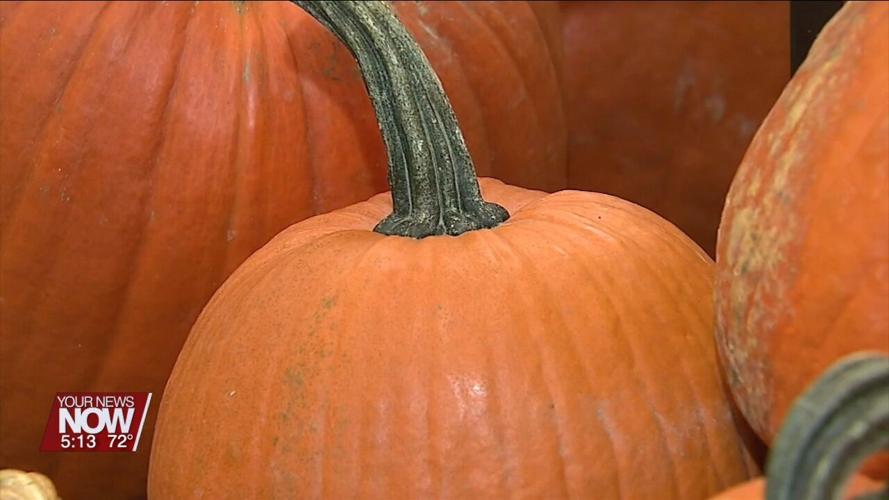 Pumpkin packs a superfood punch