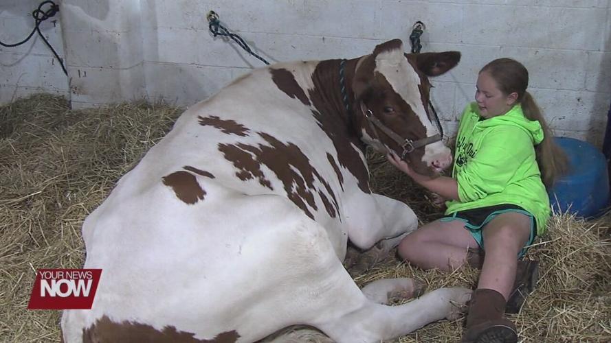 4-H Spotlight: Getting dairy cows ready for competition