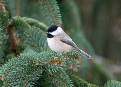 Chickadee Generic