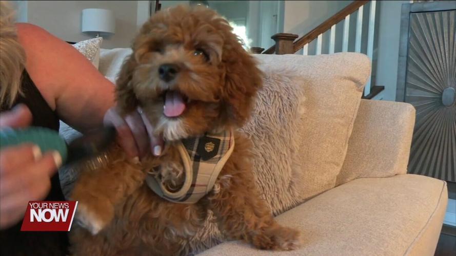 Recognizing pet allergies when you get a new pet