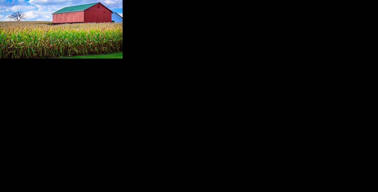 Autumn Cornfield Generic