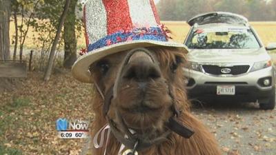 Patriotic Alpaca