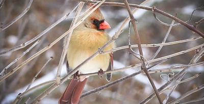 Female cardinal framed by twigs in winter watching camera