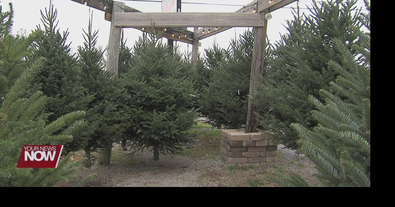 Rumpke to pick up Christmas trees for recycling News