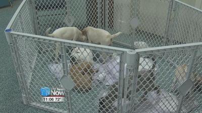 Local pet rescues set up shop at ReStore