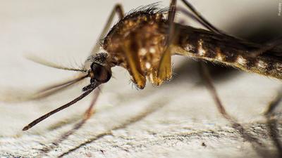 Mosquito generic