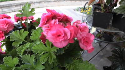 Gardeners learn why begonias remain a longtime favorite at Brown Bag program