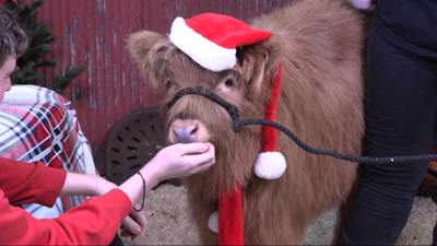Lima Senior High students meet Highland calf Sassy