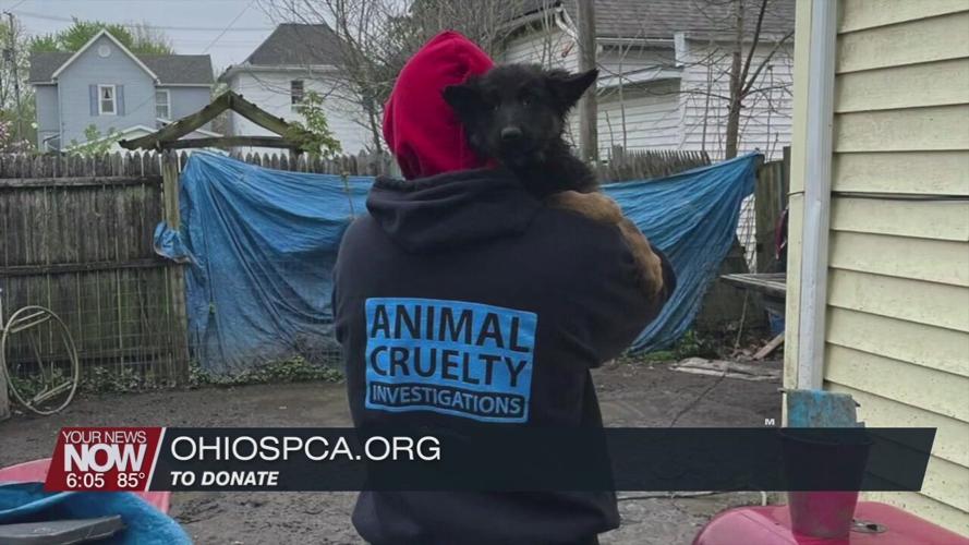 Ohio SPCA removes 22 dogs from a Lima home - Donations are now needed to help with vet bills caring for the animals