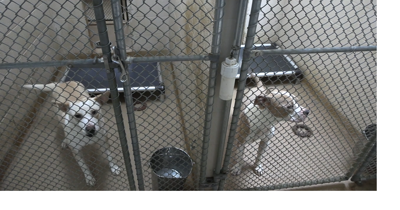 Ohio SPCA and Humane Society hosts ‘Paws Under the Stars' fundraiser Aug 27, 2026 Aug 27, 2026 Updated 6 mins ago