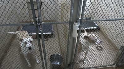 Ohio SPCA and Humane Society hosts ‘Paws Under the Stars’ fundraiser