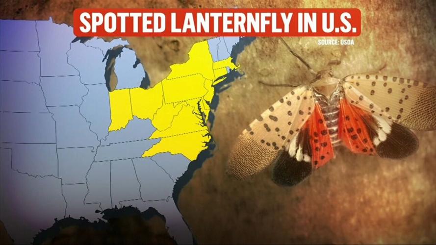 Officials are warning the public about the invasive spotted lanternfly
