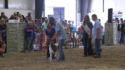 Auglaize County Fair launches "Shine in the Showring"