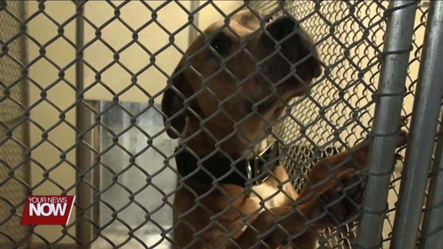 Huntsville business Home Away From Home caring for pets of families who lost homes to tornado