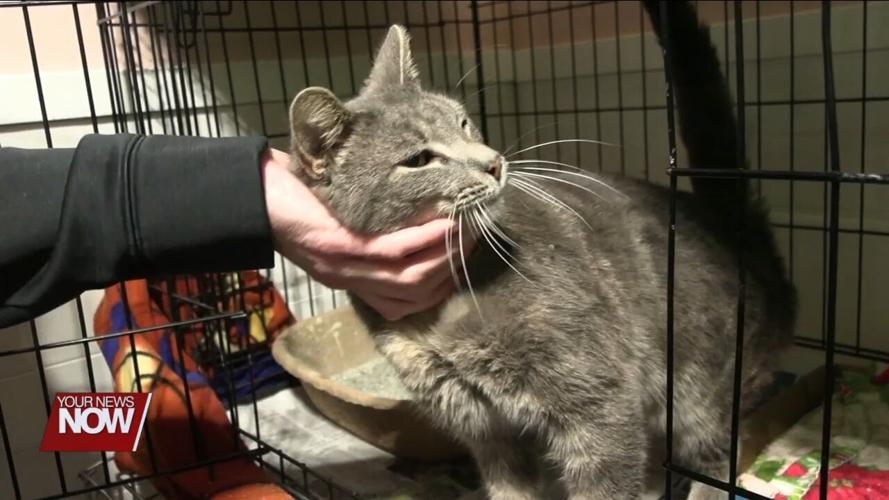 Huntsville business Home Away From Home caring for pets of families who lost homes to tornado