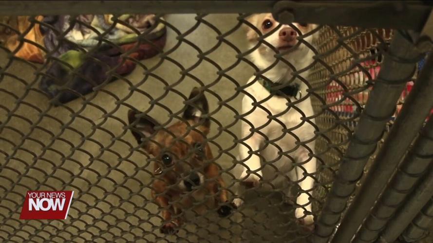 Huntsville business Home Away From Home caring for pets of families who lost homes to tornado