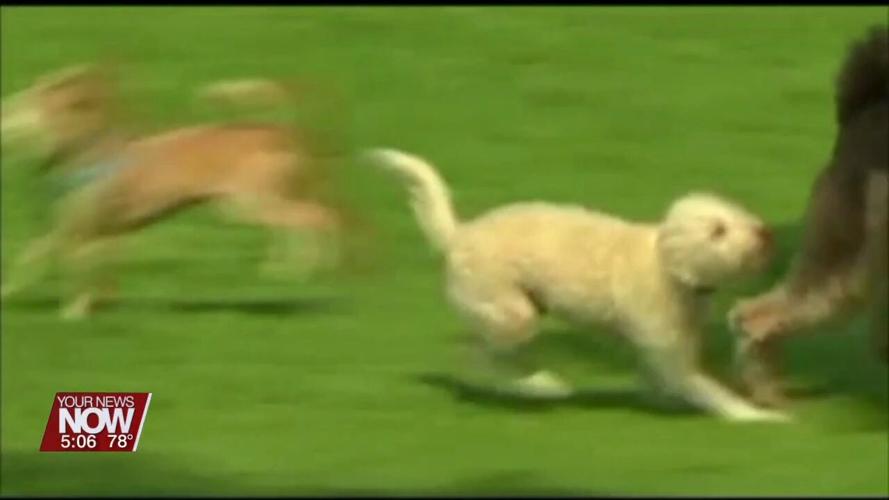 City of Lima and Allen County Dog Warden teaming up for Spay and Neuter Assistance Program