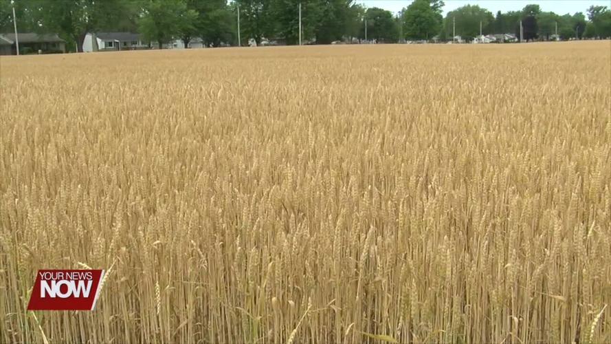 Winter wheat harvest is close to starting