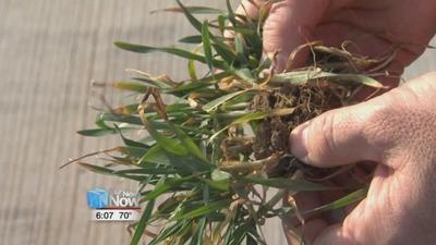 Winter Wheat emerging