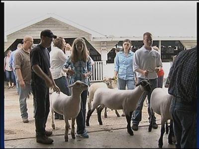 Grand Champion Sales at the Fair