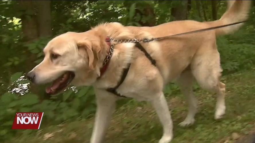 Take extra precautions to protect your pets from fireworks