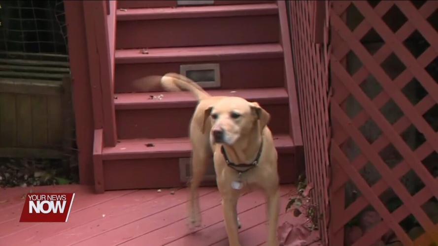 Take extra precautions to protect your pets from fireworks