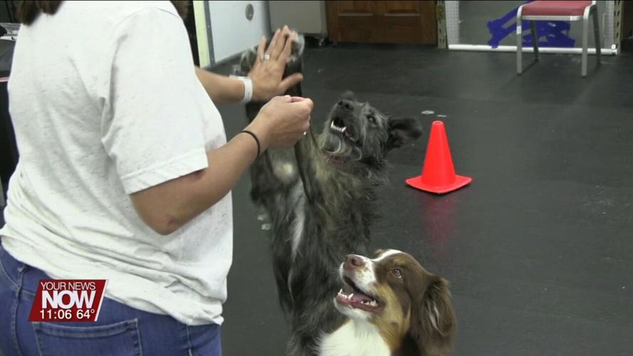 Local dogs and owners heading to compete in national obedience championship