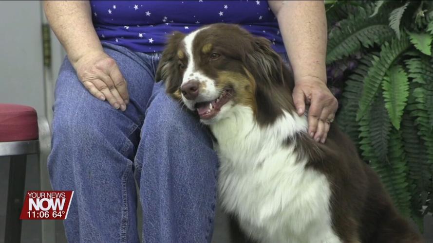 Local dogs and owners heading to compete in national obedience championship