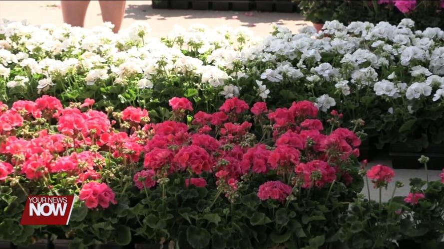 Friends of the Symphony geranium sale goes to benefit programs of the Lima Symphony Orchestra