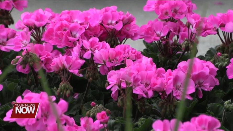 Friends of the Symphony geranium sale goes to benefit programs of the Lima Symphony Orchestra