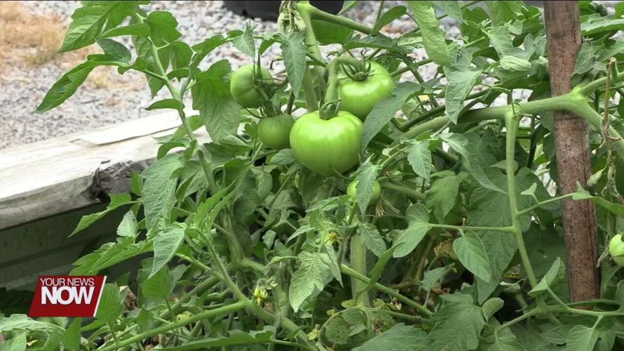South Jackson Community Garden welcomed public to free Block Party