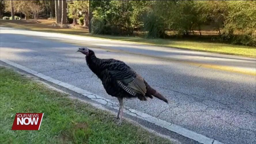 Children get a fun lesson about Ohio's wild turkeys thanks to JAMPD's Nature Pals program