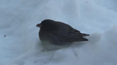 How birds find food during snowy winter months