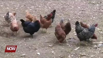 Ohio Reports First Human Case of Bird Flu in Mercer County