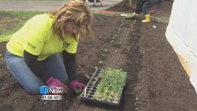 Lima SPROUTS plant first seeds in urban plot