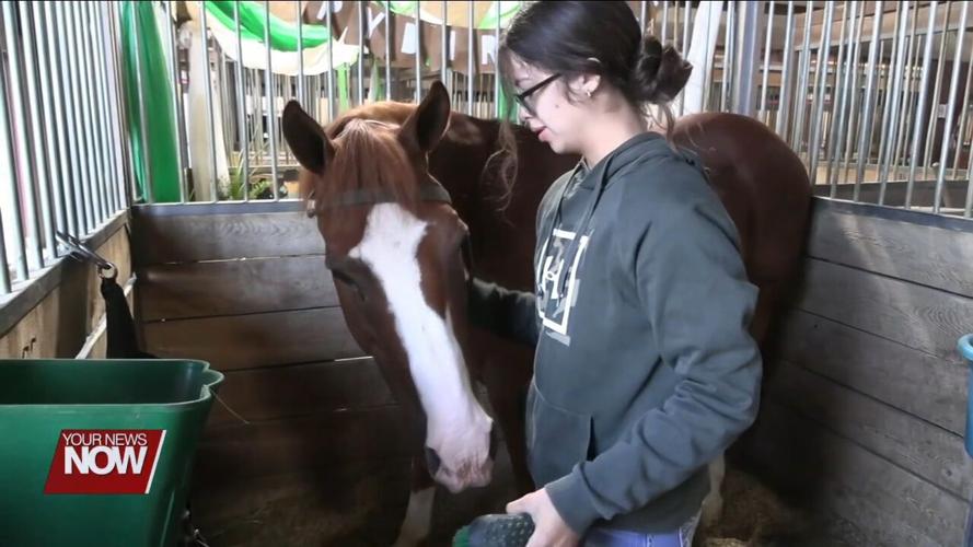 4-H Spotlight: Dedication and early mornings are key in the Allen County Fair's Horse Barn